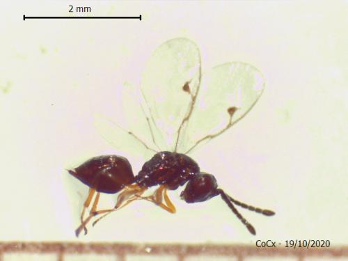 Réf. 273 468 : Miscogaster sp.